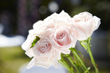Rose background