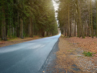 country road into forrest