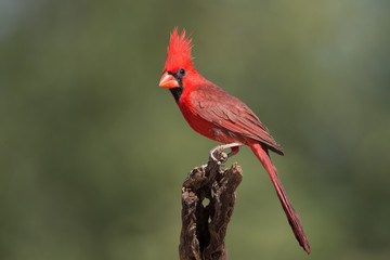 Male Cardinal