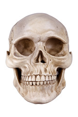 skull