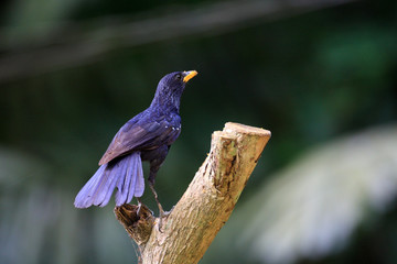 Blue Whistling Thrush