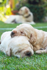 Naklejka na ściany i meble sleeping labrador puppies on green grass - three weeks old.
