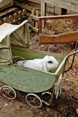 Hase im Puppenwagen