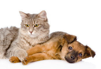 puppy and kitten together. isolated on white background