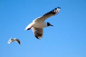 Seagull