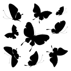 butterflies design
