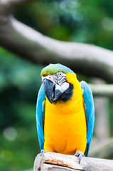 Blue-and-yellow Macaw