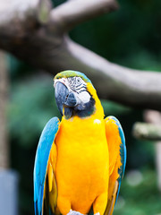Blue-and-yellow Macaw