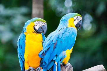 Obraz premium Blue-and-yellow Macaw