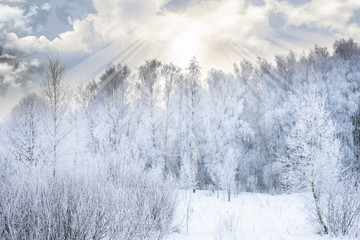 sun in winter forest trees covered with snow
