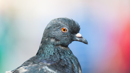 Pigeon