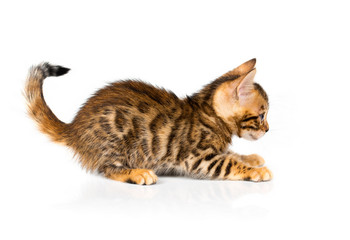 Bengal kitten with reflection on white