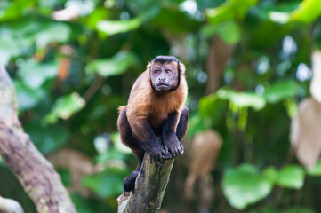 Obraz premium Tufted Capuchin