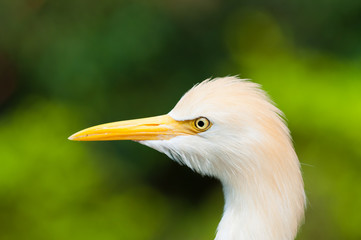 Cattle Egret