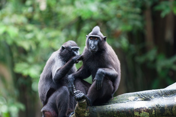 Obraz premium Celebes Crested Macaque