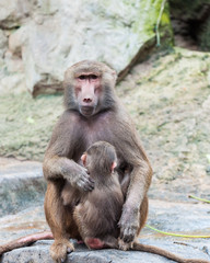 Hamadryas Baboon