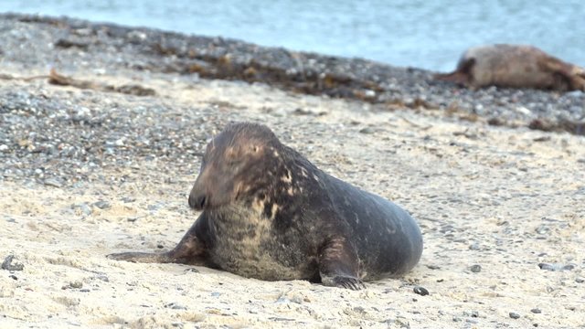Kegelrobben auf Helgoland