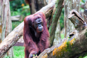 Borean Orangutan