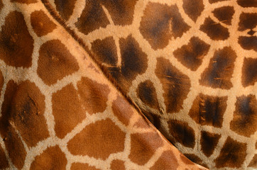giraffenfell