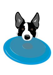 Disc Dog - Border Collie