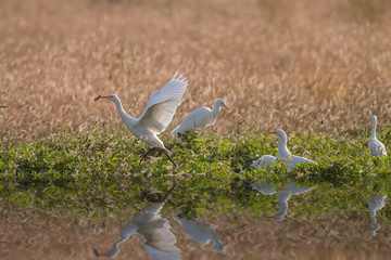White Egrets