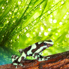 The poison dart frog (Dendrobates) in a rainforest.