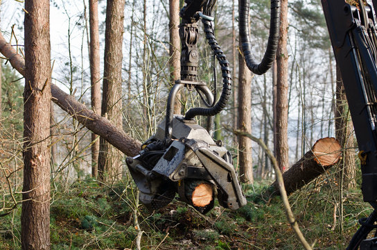 Ein Holzvollernter bei der Arbeit