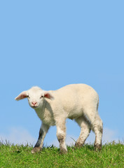 Obraz premium little lamb