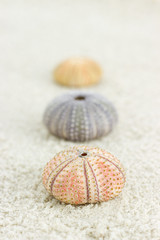 urchin in sand