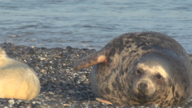 Kegelrobben auf Helgoland