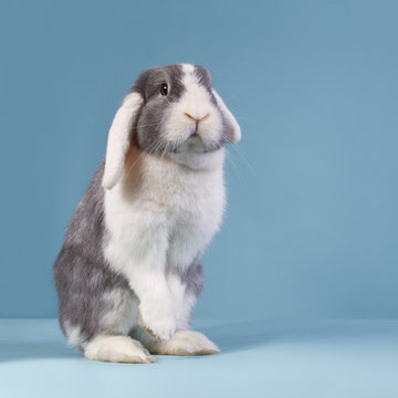 Standing mini-lop rabbit