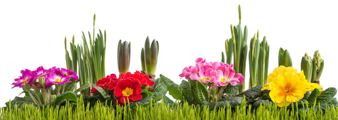 Naklejka premium Frühlingserwachen