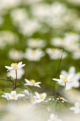 Obraz premium wood anemone