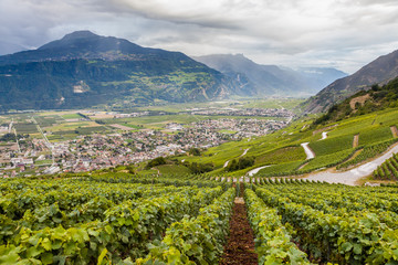 Fototapeta na wymiar Winnice w szwajcarskich Alpach