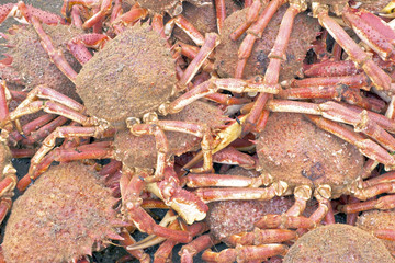 Lots of crabs
