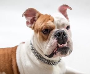 Portrait of the French bulldog