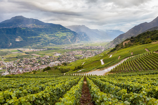 Vigneti sotto le alpi svizzere