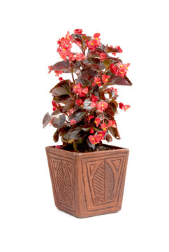 Ornamental Red Leaf Begonia Potplant In Handmade Pot