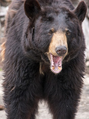The brown bear (Ursus arctos) is among the largest and most powe