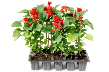 Sage (Salvia) seedling in plastic containers on a white backgrou