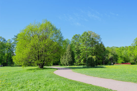 Path and trees in park in the spring