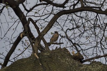 Beauty jay (Garrulus glandarius) look of the springtime branch