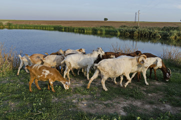 A herd of goats return of the  pasture