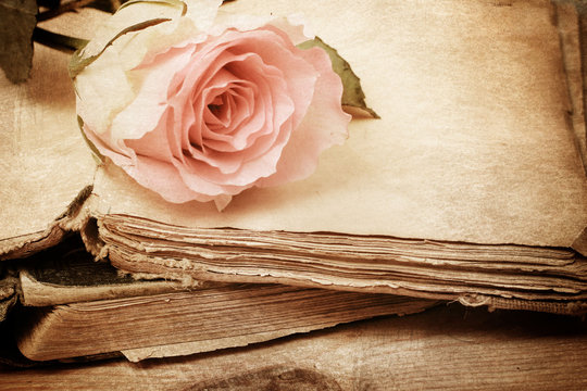 pink rose on an old book (vintage)