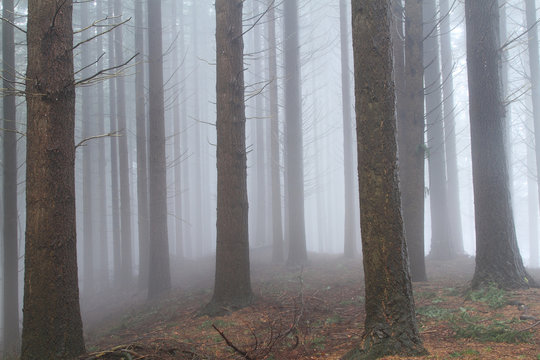 pistoia riserva naturale di acquerino in autunno