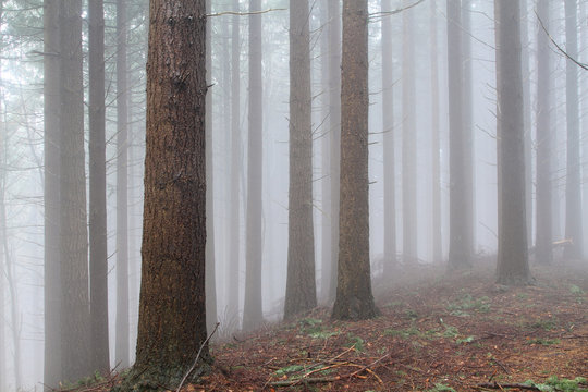 pistoia riserva naturale di acquerino in autunno