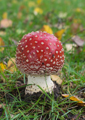 red mushroom