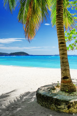 Green tree on  white sand beach