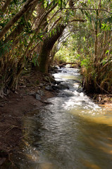 mountain river