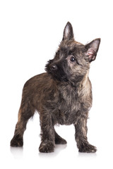 adorable standing cairn terrier puppy